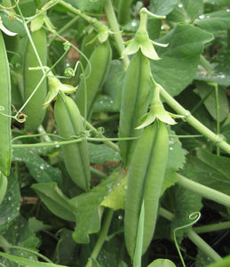 Sugar Ann -edible pod, bush-Peas-Vegetables-Full Circle Seeds