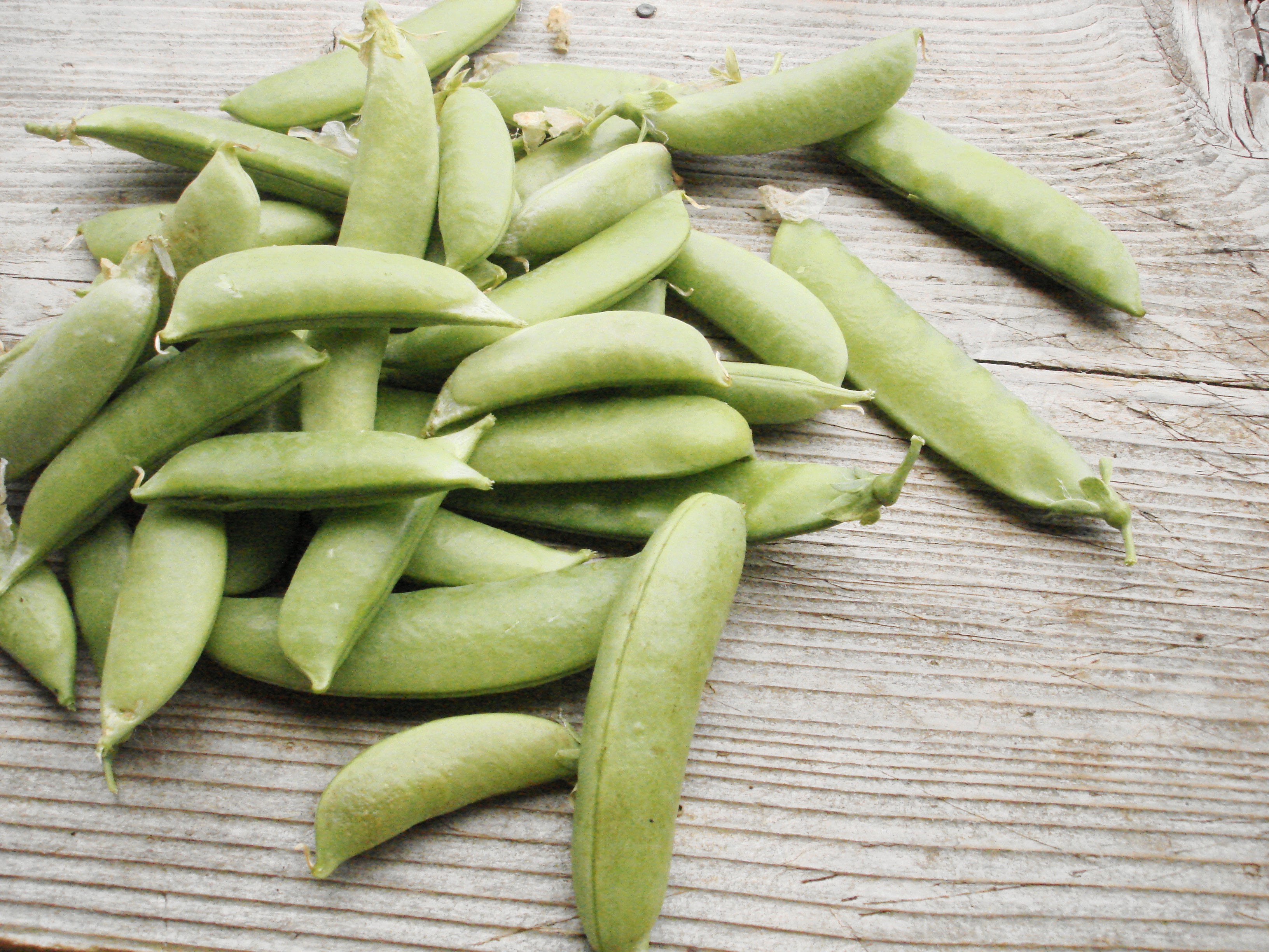 Sugar Snap -edible pod, pole-Peas-Vegetables-Full Circle Seeds