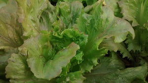Summer Marvel- red, crispleaf-Lettuce-Vegetables-Full Circle Seeds