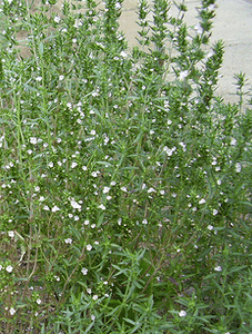 Summer Savory-Herbs-Herbs-Full Circle Seeds