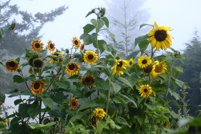 Sunflower, ALM Mix-Flowers-Flowers-Full Circle Seeds