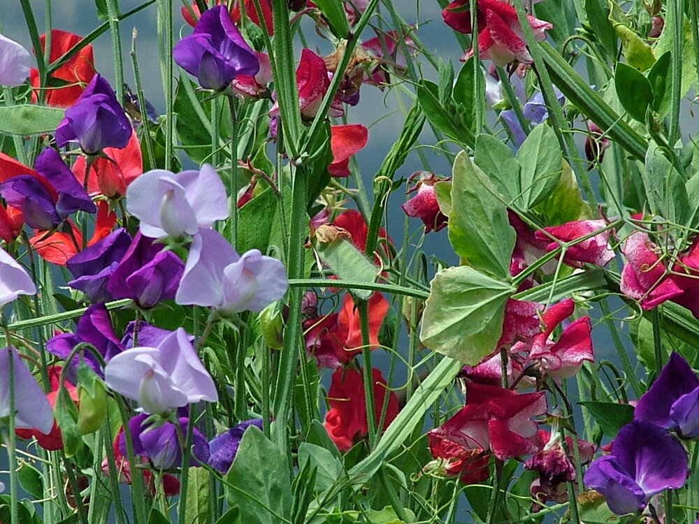 Sweet Pea, ALM Mix-Flowers-Flowers-Full Circle Seeds