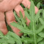 Sylvetta or Wild Arugula-Salad Greens-Vegetables-Full Circle Seeds