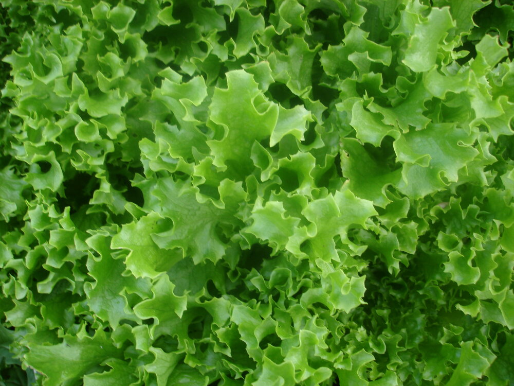 Tango - green, leaf-Lettuce-Vegetables-Full Circle Seeds