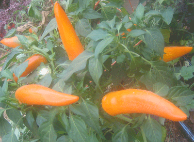 Tequila Sunrise-Peppers-Vegetables-Full Circle Seeds