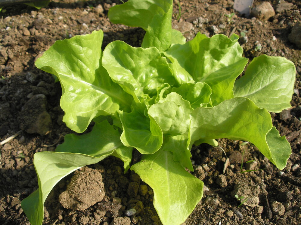 Trocadero - green, butterhead-Lettuce-Vegetables-Full Circle Seeds
