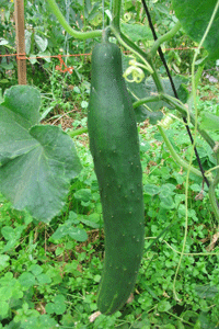 Umi Nami Cucumber-Cucumbers-Vegetables-Full Circle Seeds