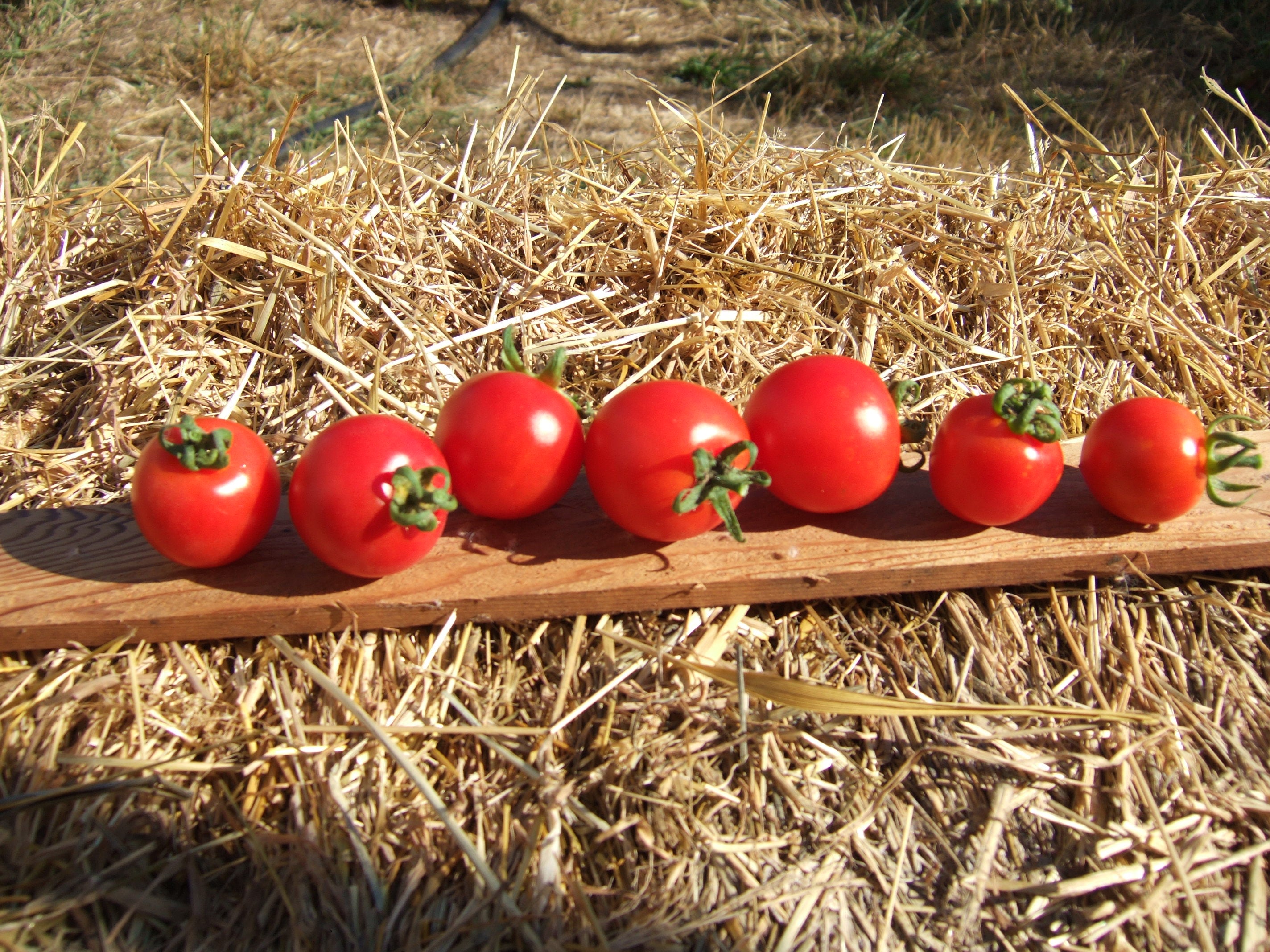 Washington Cherry-Tomatoes-Vegetables-Full Circle Seeds