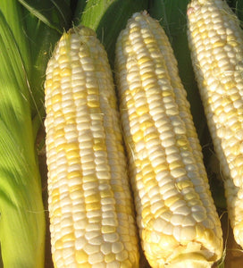 Who Gets Kissed Sweet Corn-Corn-Vegetables-Full Circle Seeds