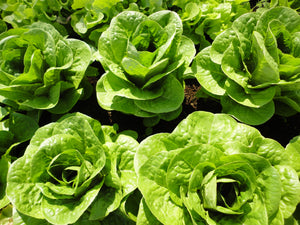 Winter Density - green, bibb/romaine-Lettuce-Vegetables-Full Circle Seeds