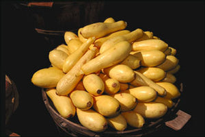 Yellow Crookneck Squash-Summer Squash-Vegetables-Full Circle Seeds