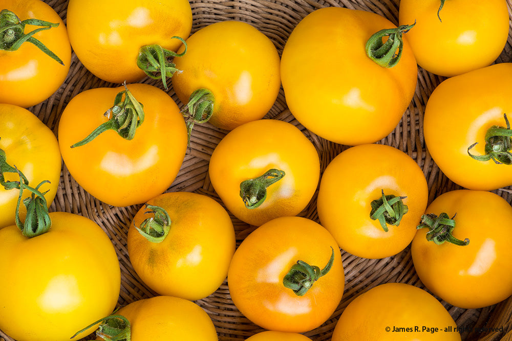 Yellow Perfection-Tomatoes-Vegetables-Full Circle Seeds
